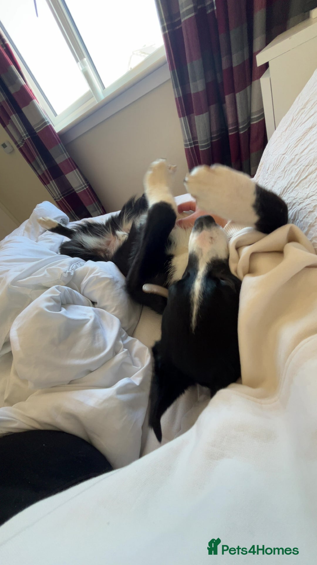 Border Collie dogs for sale: Koby the border collie  - Image 10