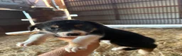 Border Collie dogs for sale: Border collie puppies - Advert 4