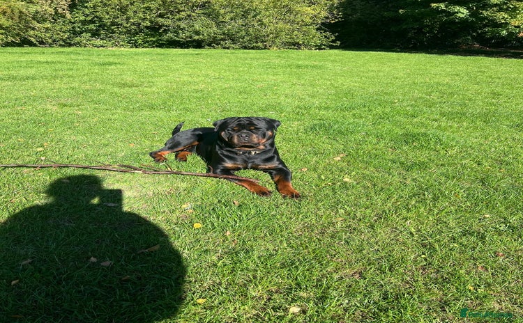 Rottweiler dogs - Advert 1