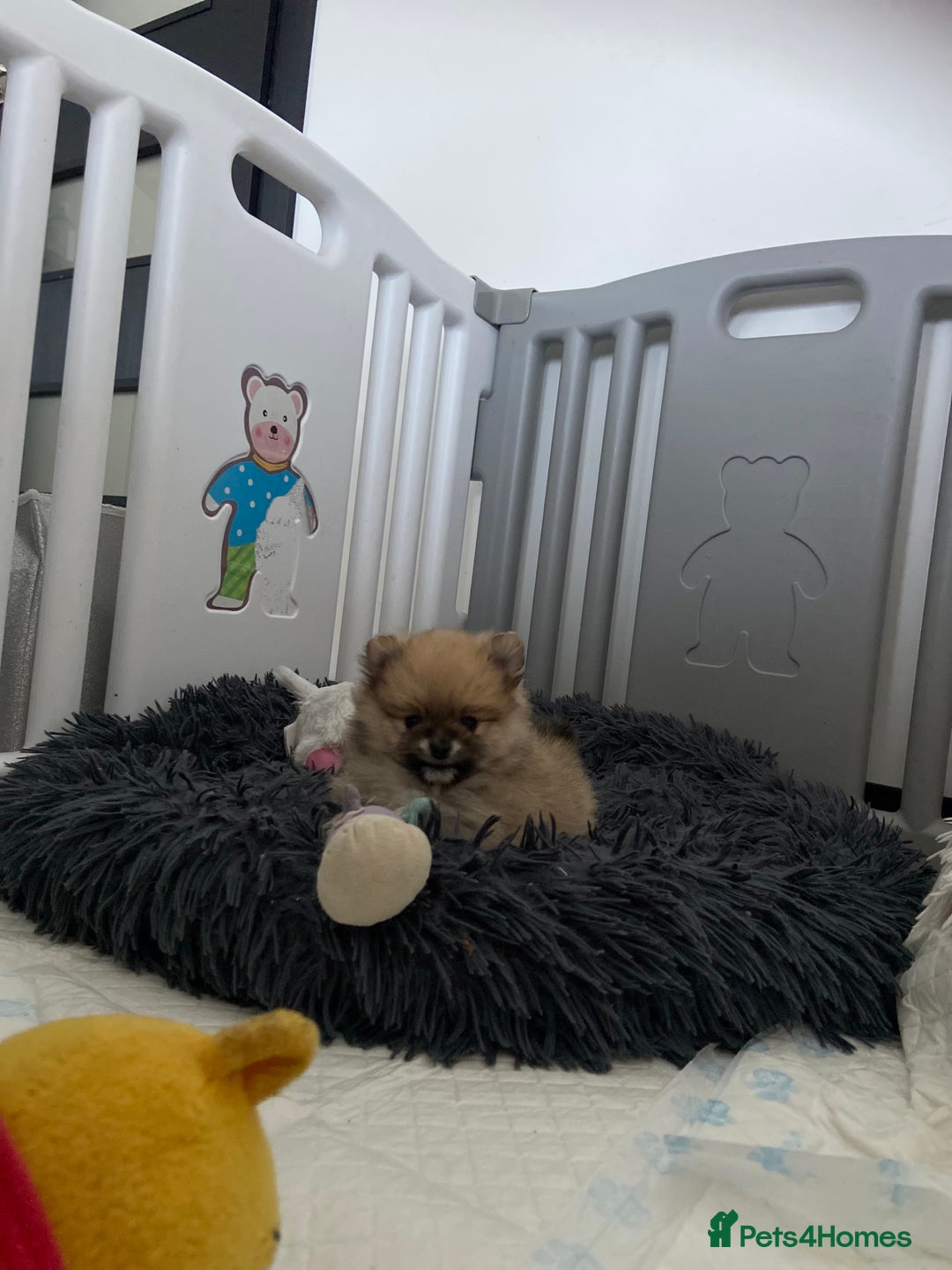 Pomeranian dogs for sale: Beautiful Pomeranian puppies  - Advert 2