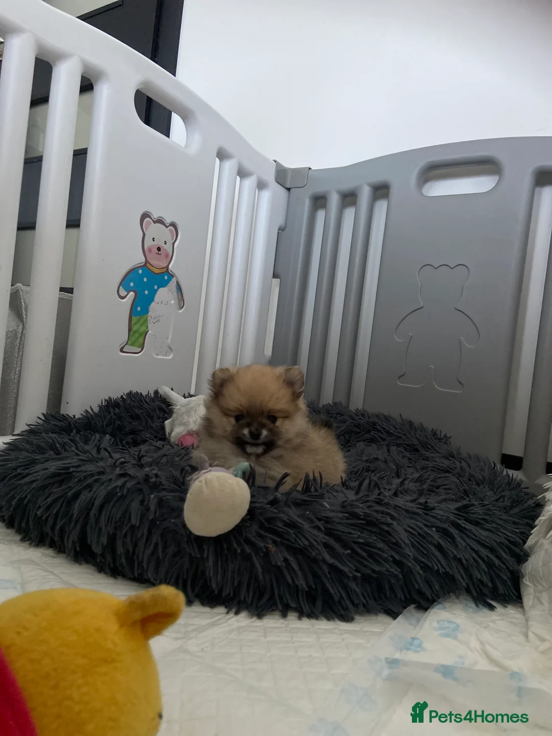 Pomeranian dogs for sale: Beautiful Pomeranian puppies  - Advert 2