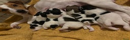 Jack Russell dogs for sale: Jack Russell puppies  - Advert 13