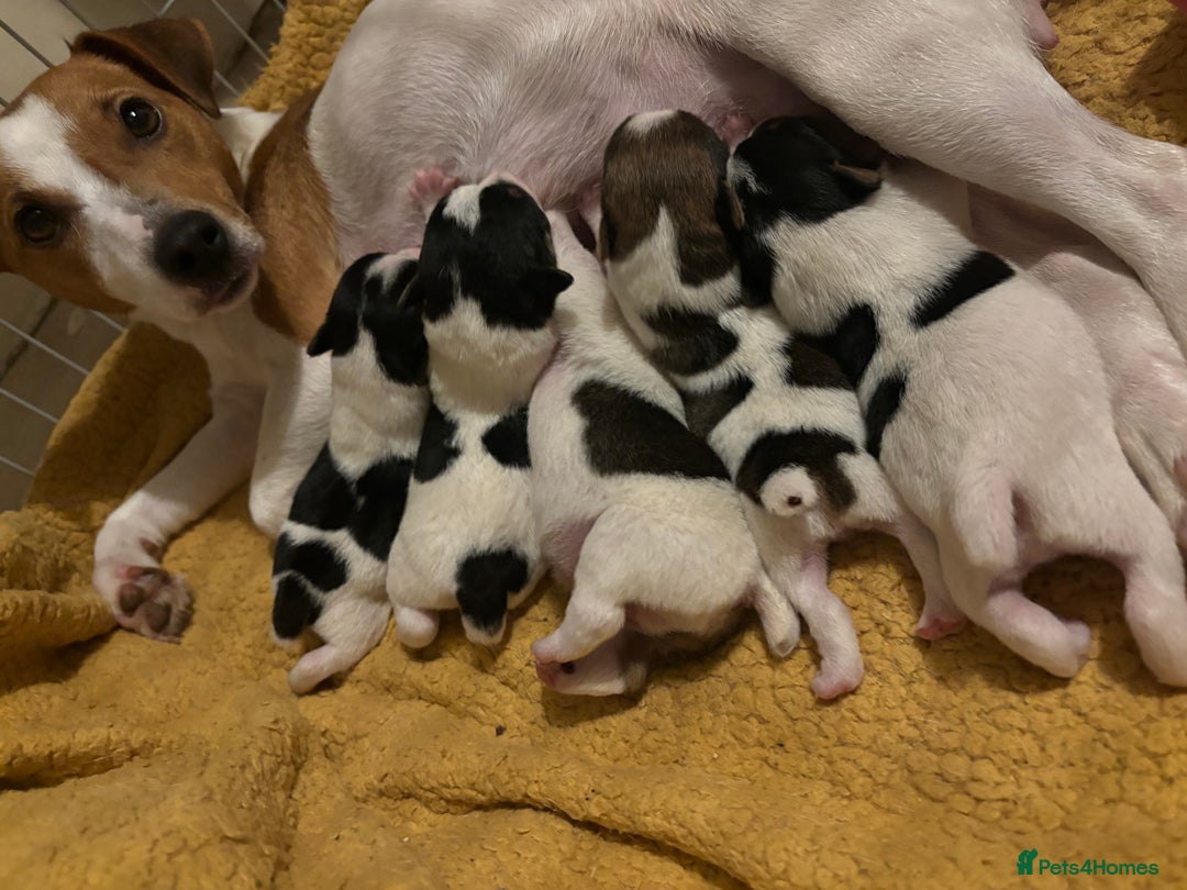 Jack Russell dogs for sale: Jack Russell puppies  - Advert 13