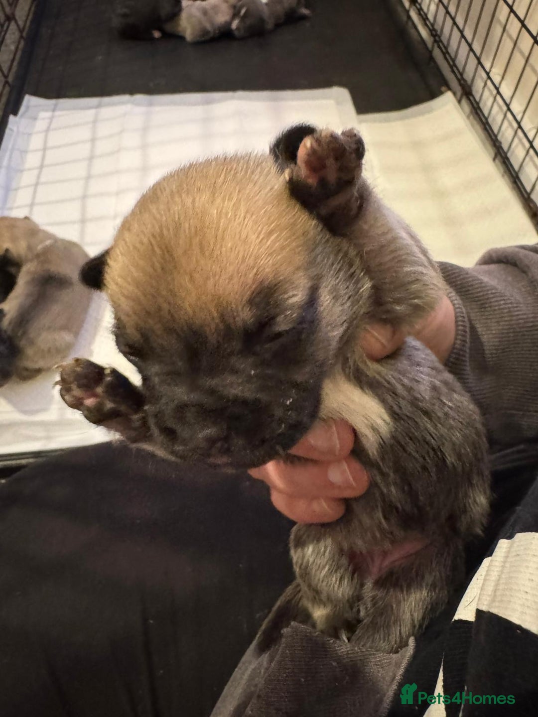 Mixed Breed dogs for sale: Staffordshire terrier puppies  - Image 4