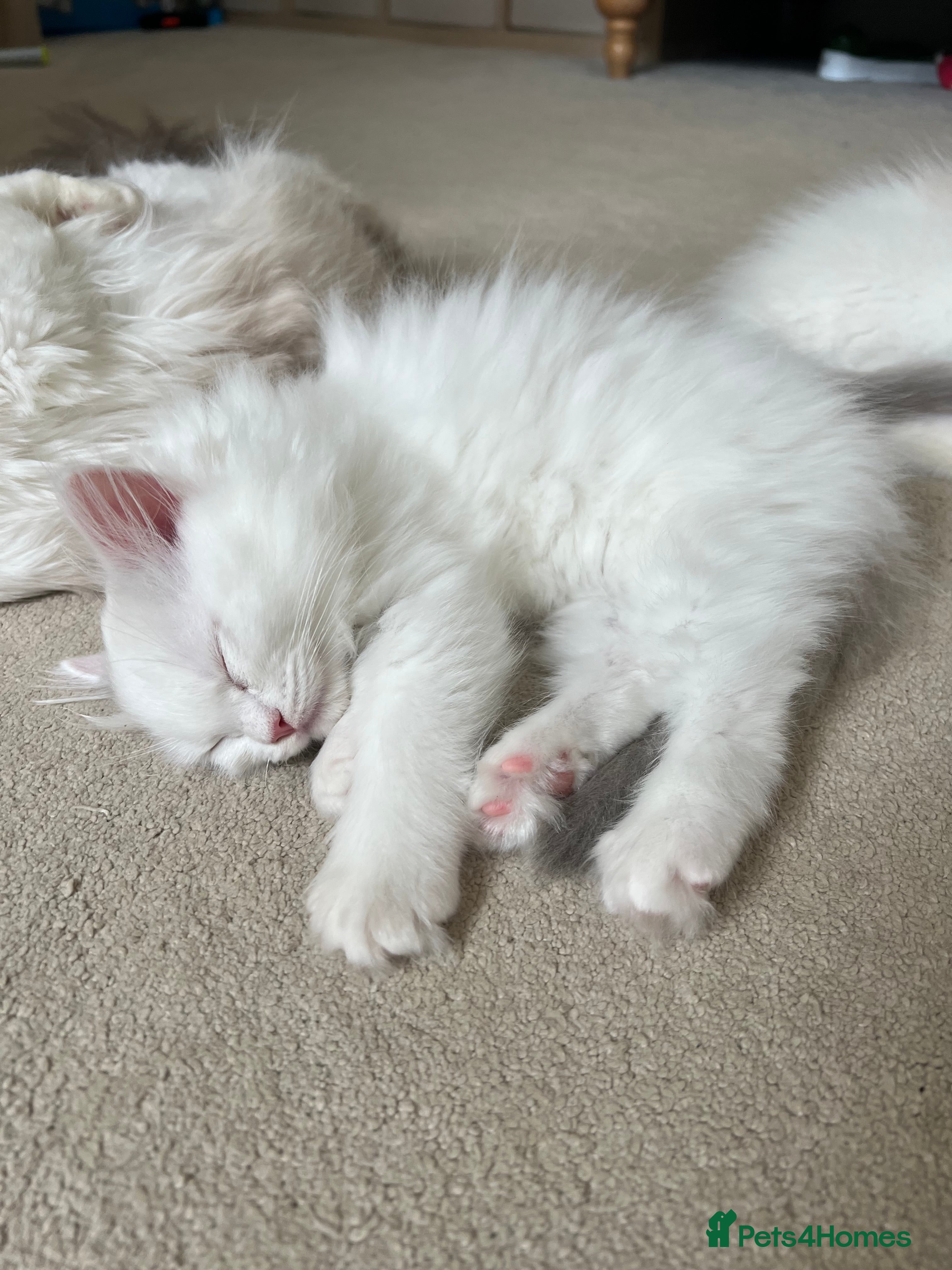 Ragdoll cats Family raised GCCF ragdoll kittens  - Advert 2