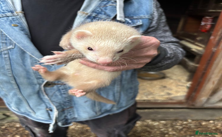 Ferret rodents - Advert 1