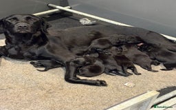 Labrador Retriever dogs for sale: Black Labrador Puppies - Image 5