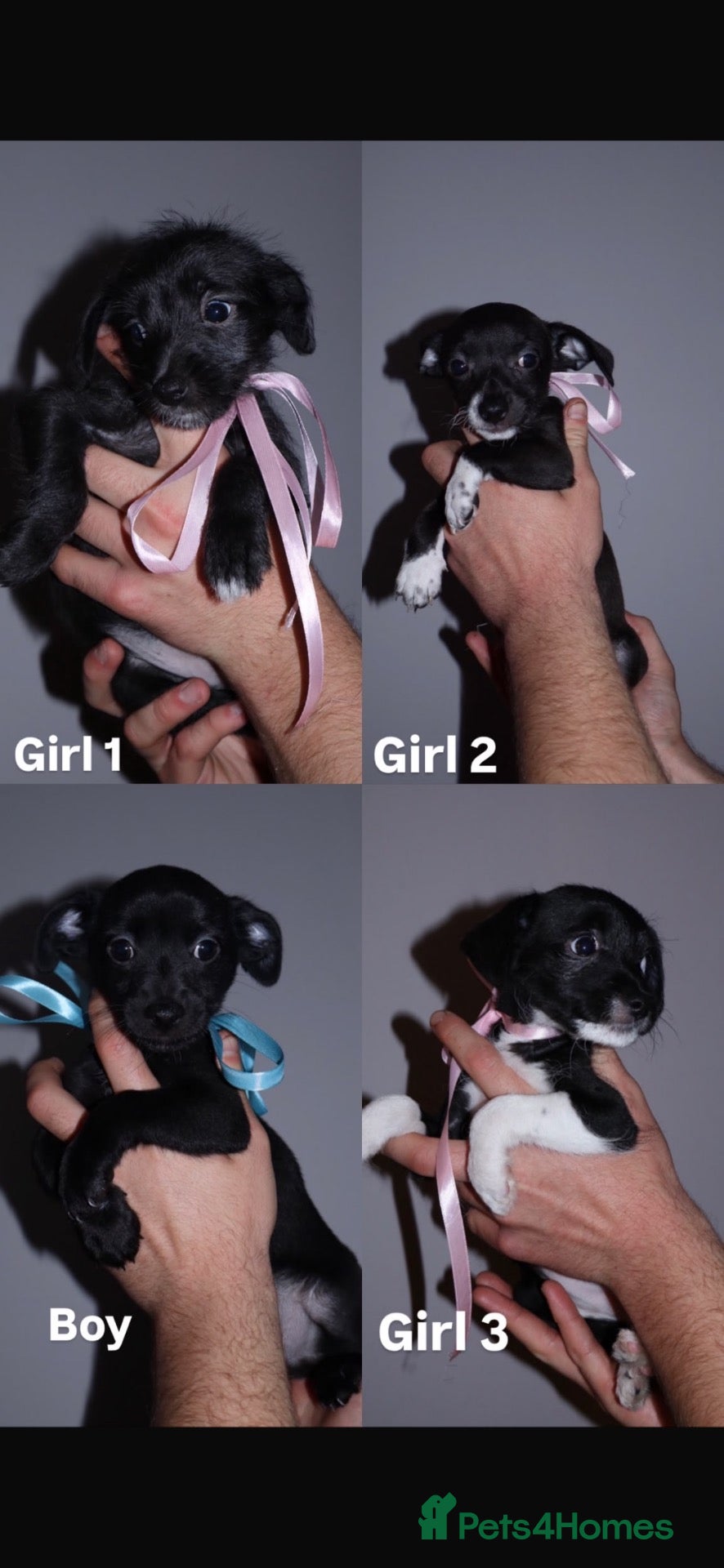 Jackapoo dogs JACKAPOO PUPS🐾 - Advert 3