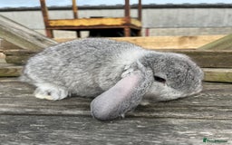 French Lop rabbits for sale: Pure breed French lop bucks  - Image 6