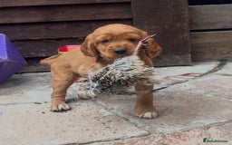 Cocker Spaniel dogs for sale: Heath tested working cocker pups  - Image 5
