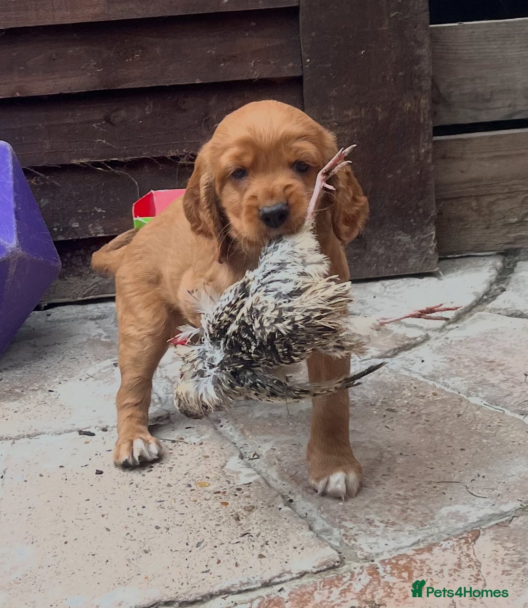 Cocker Spaniel dogs for sale: Heath tested working cocker pups  - Image 5