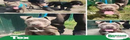Mixed Breed dogs for adoption: Tex - BLIND boy - Advert 1