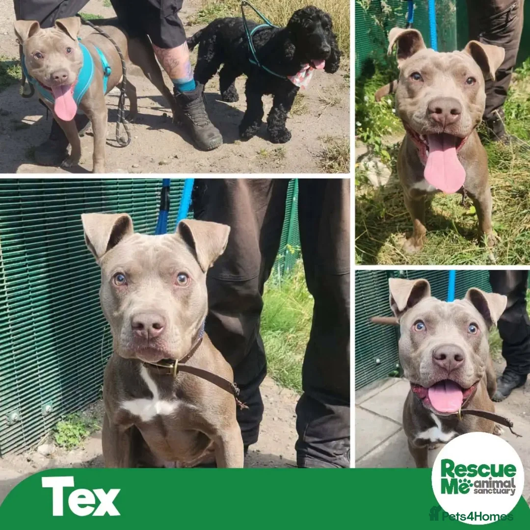 Mixed Breed dogs for adoption: Tex - BLIND boy - Advert 1