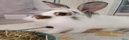 Mixed Breed rabbits for sale: Young neutered male looking for loving home - Advert 3