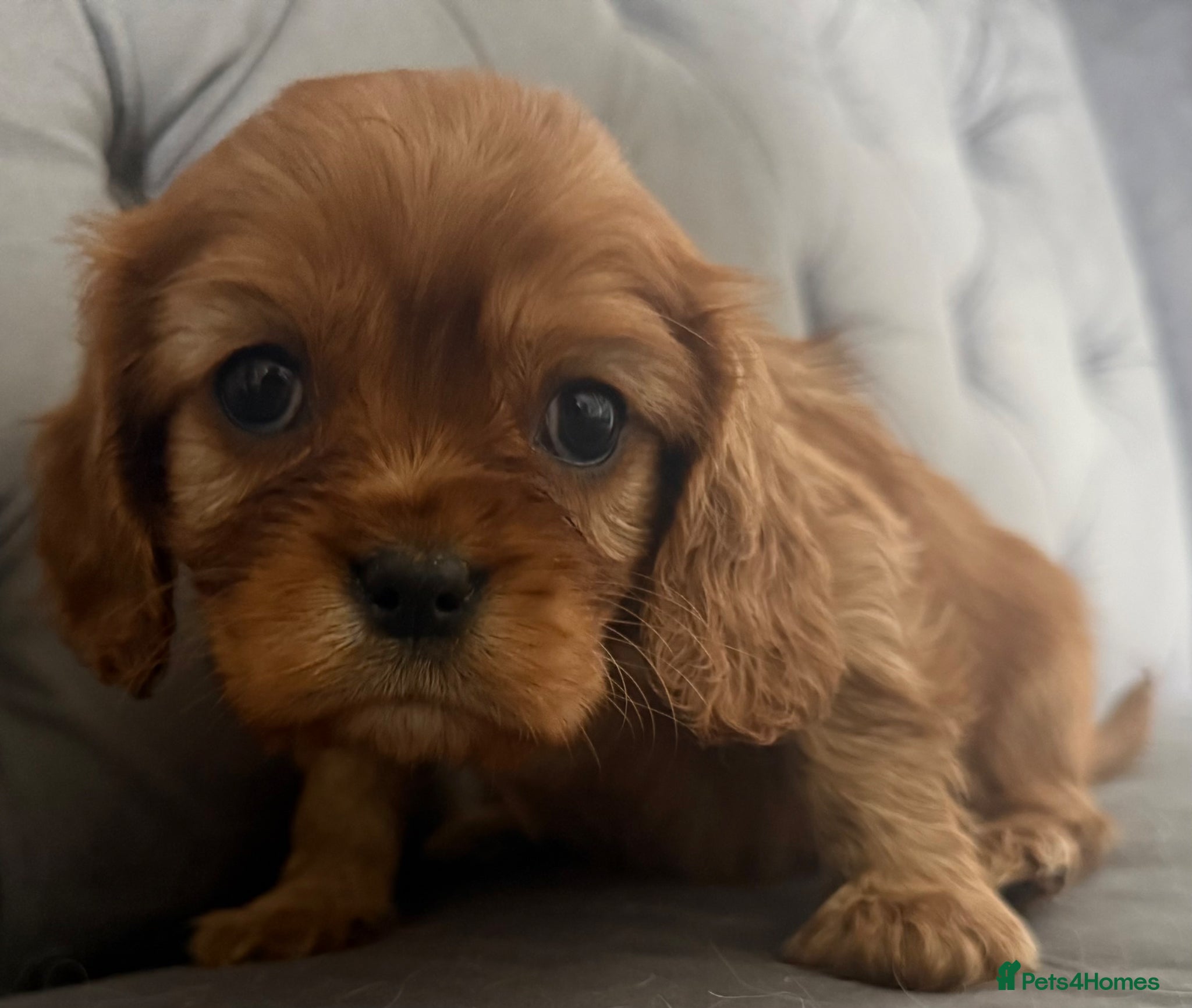 Cavalier King Charles Spaniel dogs Beautiful, Cavalier King Charles Spaniel puppies - Advert 1