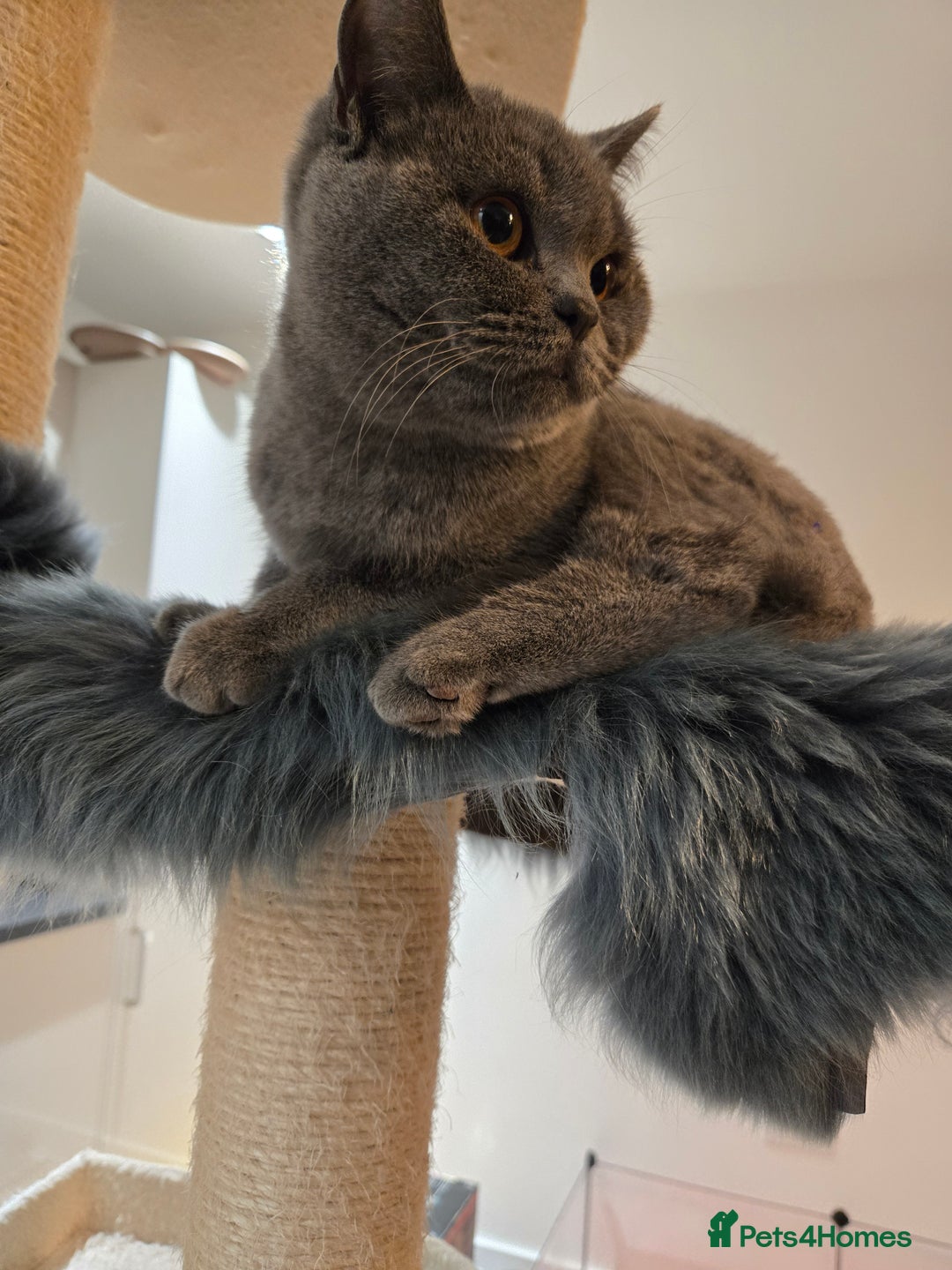 British Shorthair cats for sale: Blue British shorthair 9 months old £400 - Advert 10