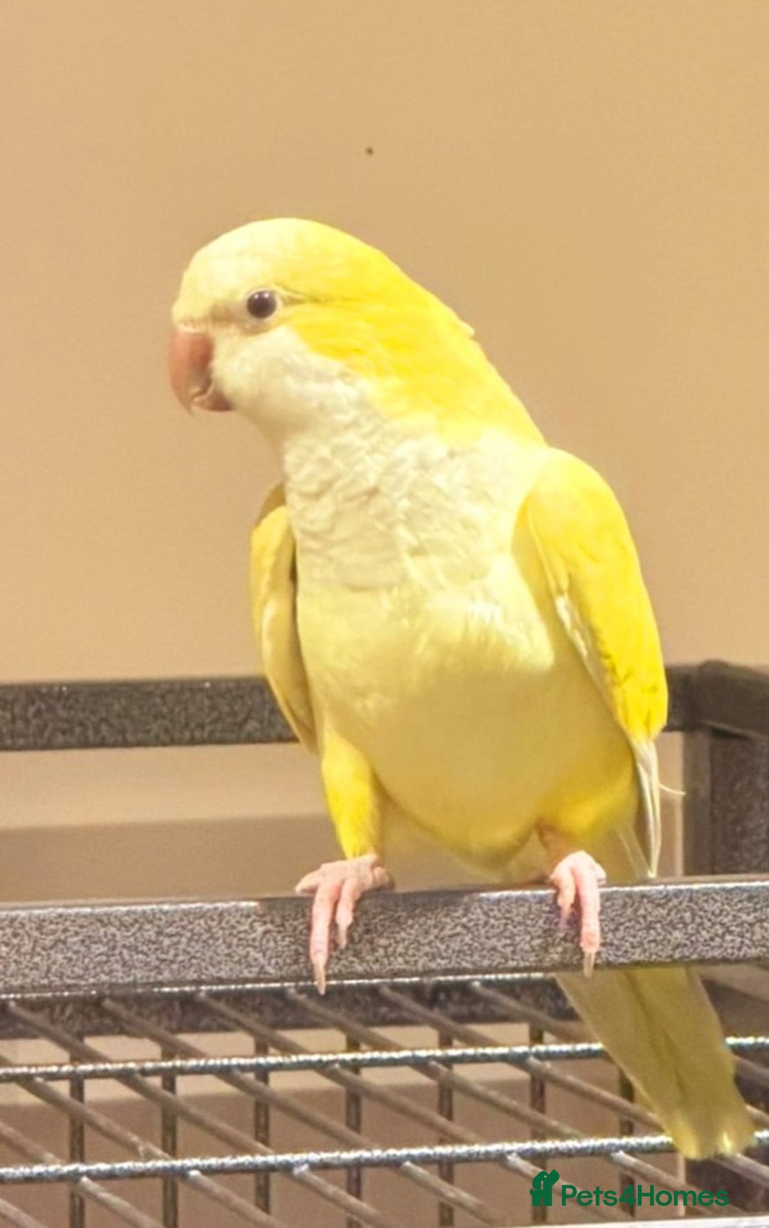 Ringnecks birds for sale: Quakers lime- blu love bird PRICE in add not free - Advert 8