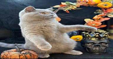 British Shorthair cats - Advert 12