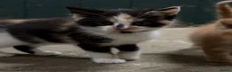Mixed Breed cats for sale: Beautiful Fluffy Kittens - Advert 7
