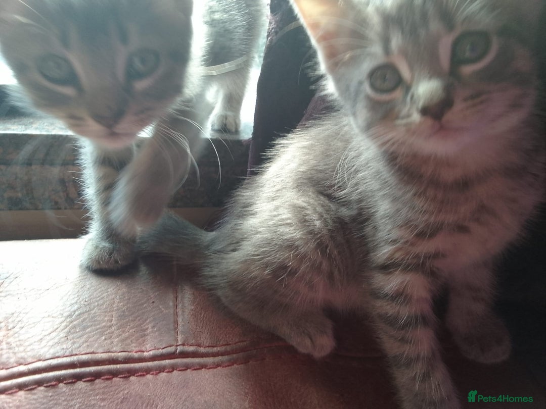 Mixed Breed cats for sale: Awesome Spotty Dotty Silver  Blue Bengal x Kittens - Image 17