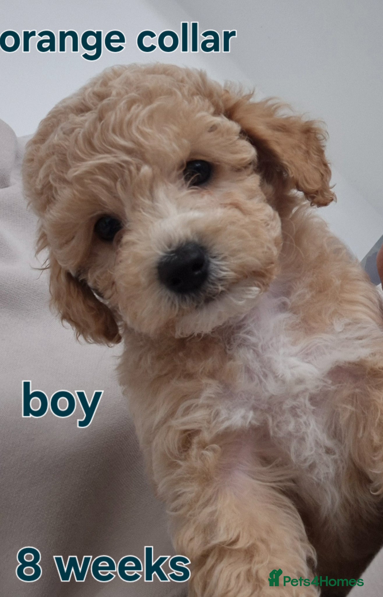 Poochon dogs Poochon - Advert 1