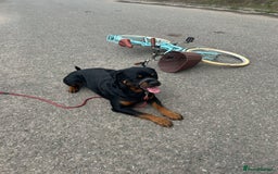 Rottweiler dogs for stud: Male Rottweiler for stud  - Image 7