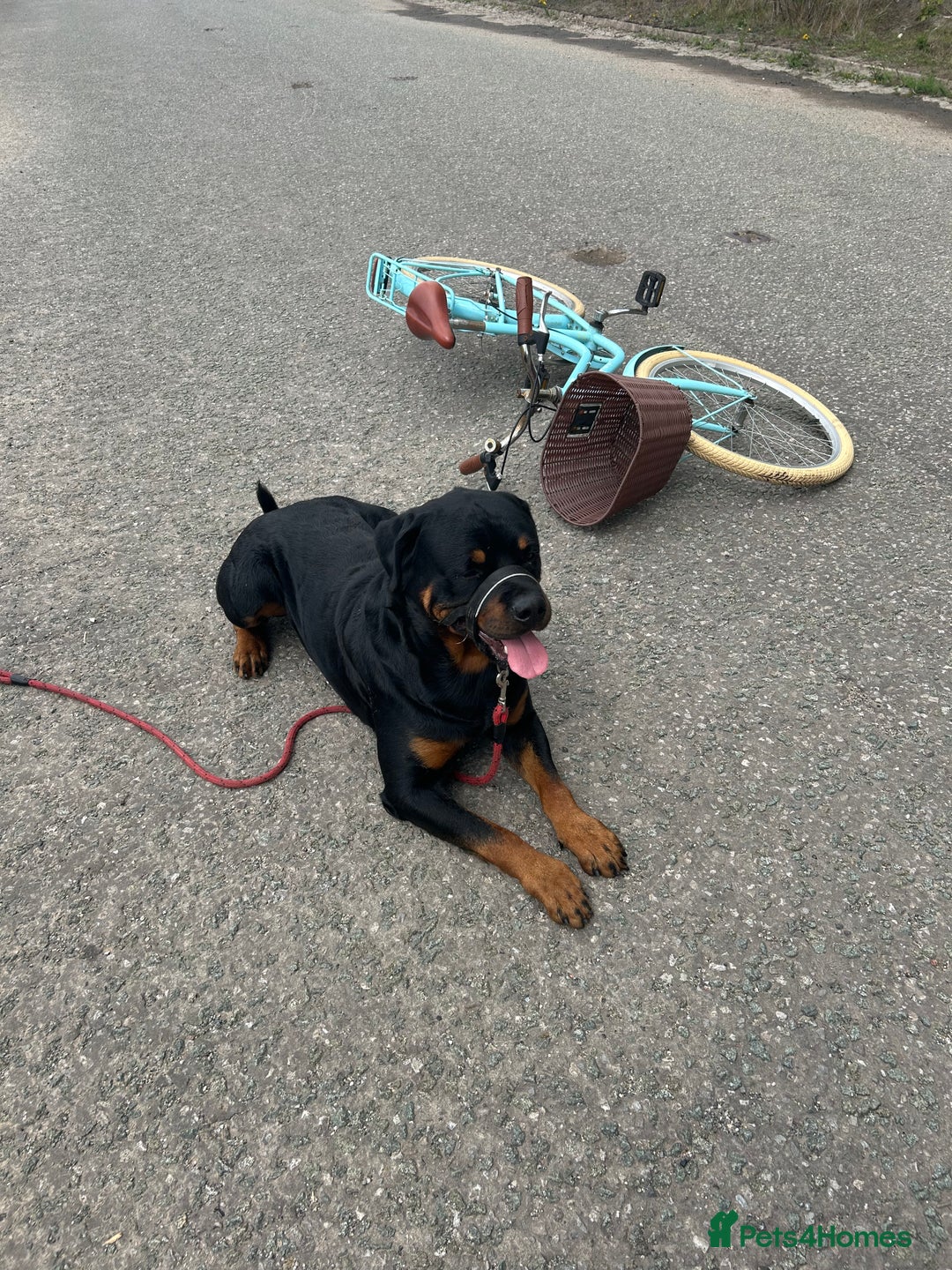 Rottweiler dogs for stud: Male Rottweiler for stud  - Image 7