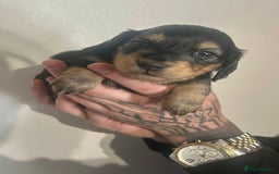 Miniature Dachshund dogs for sale: Black & Cream Long Haired - Image 2