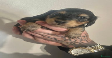 Miniature Dachshund dogs - Advert 10
