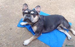 French Bulldog dogs for sale: Loki   - Image 8