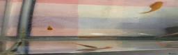 Platies fish for sale: Tank kit and fish in Bridgwater - Advert 4