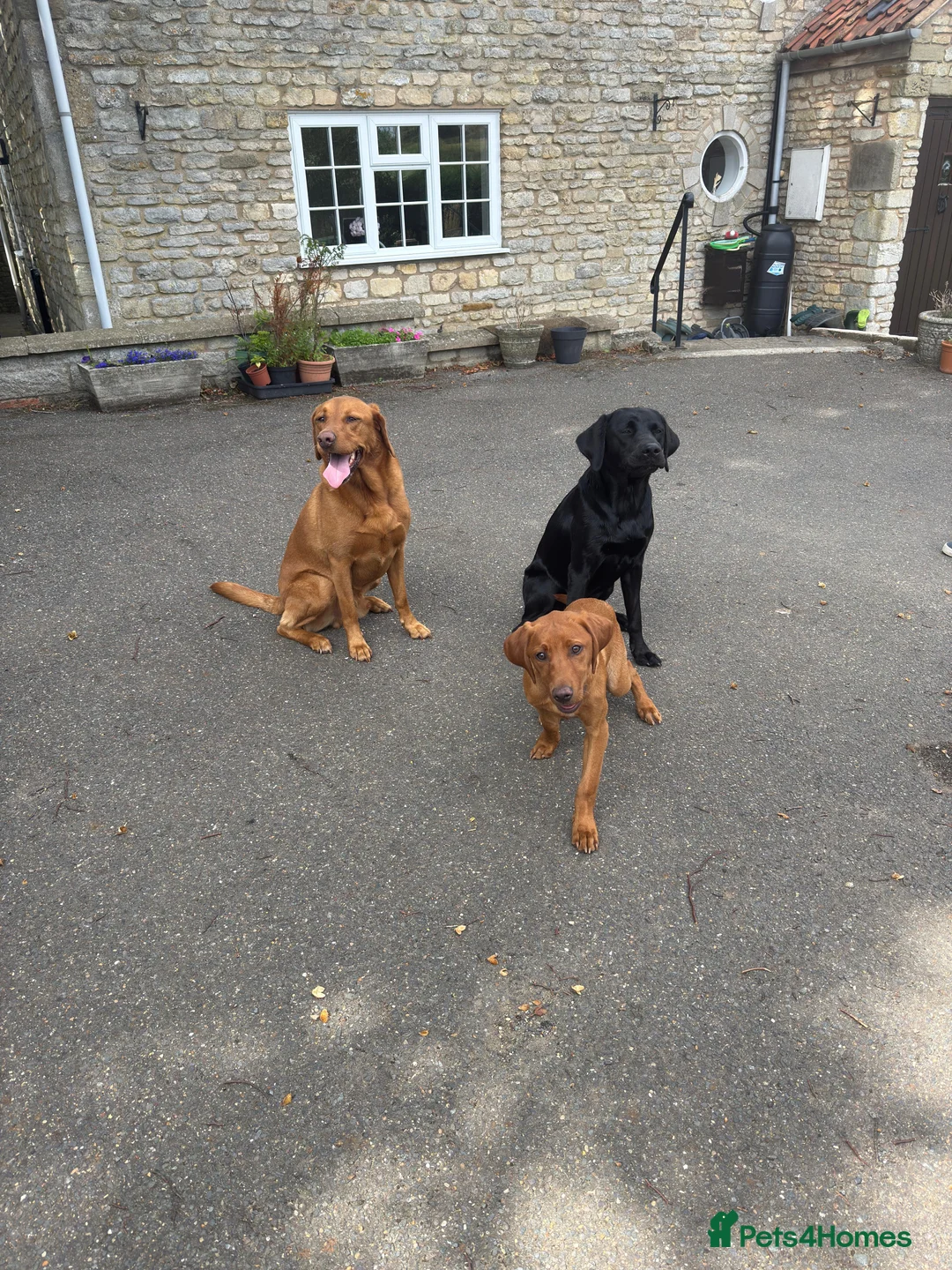 Labrador Retriever dogs for sale: Stunning Black Labrador Puppies - Due 25th March in Peterborough - Advert 4