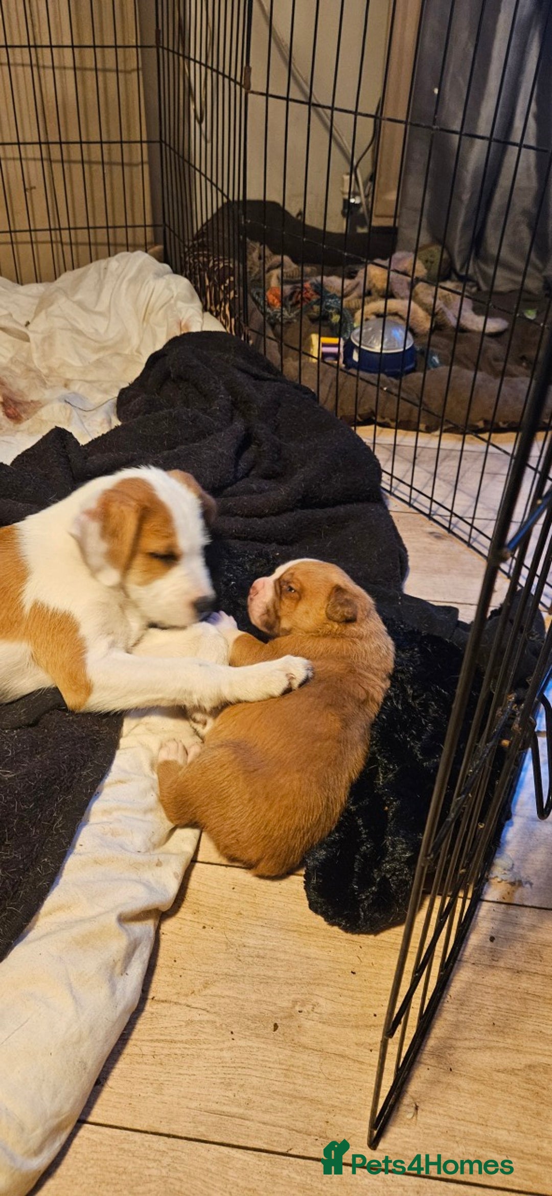 Mixed Breed dogs for sale: Dogue De Bordeaux X. House & Bsc obedience trained - Image 12