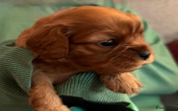 Cavalier King Charles Spaniel dogs for sale: Beautiful Cavalier Puppies - Fully health tested  - Image 17