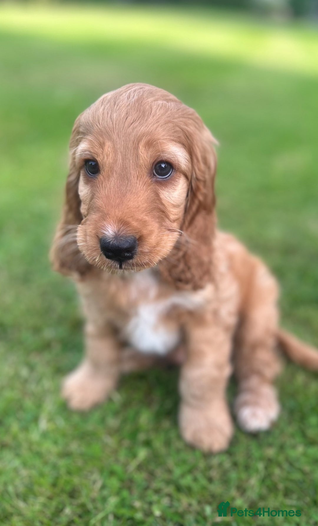 Cockapoo dogs for sale: Cockapoo Pups *ONE BOY REMAINING* - Image 7