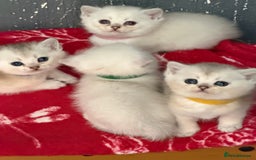 British Shorthair cats for sale: Stunning BSH golden silver kittens TICA - Image 4