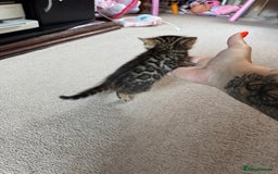 Bengal cats for sale: ✨Full Breed Bengal girl✨ - Image 8