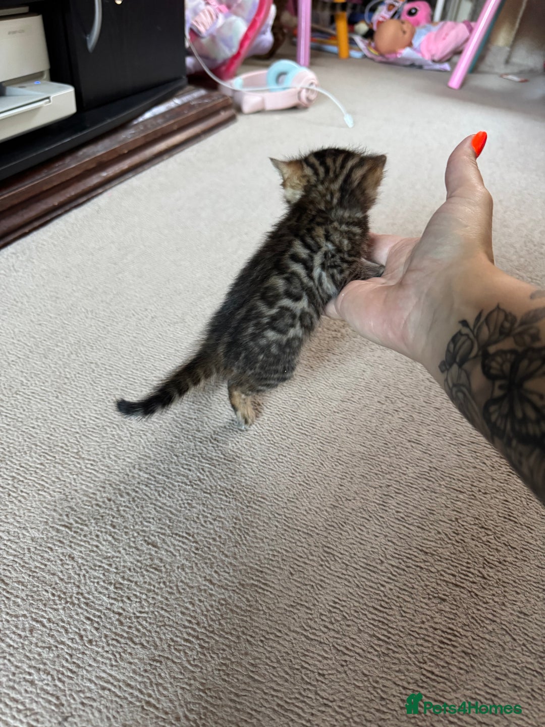 Bengal cats for sale: ✨Full Breed Bengal girl✨ - Image 8