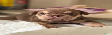 English Bulldog 2 - Elliott