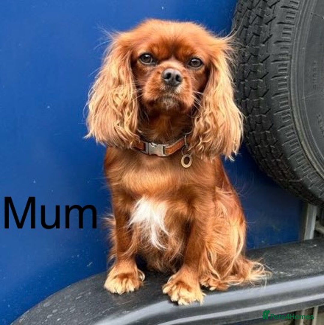 Cavalier King Charles Spaniel dogs for sale: Beautiful Ruby boys - Image 13