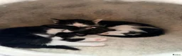 Mixed Breed cats for sale: Litter of 6 Gorgeous kittens  - Advert 10