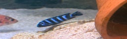 Cichlids fish for sale: Demasoni chiclids x5 - Advert 2