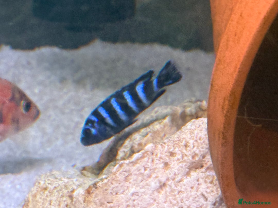 Cichlids fish for sale: Demasoni chiclids x5 - Advert 2