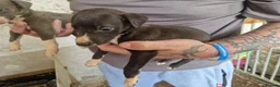 Whippet dogs for sale: Kc whippet puppies  - Advert 6