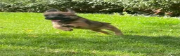 Border Terrier dogs for sale: Border-terrier  - Advert 2