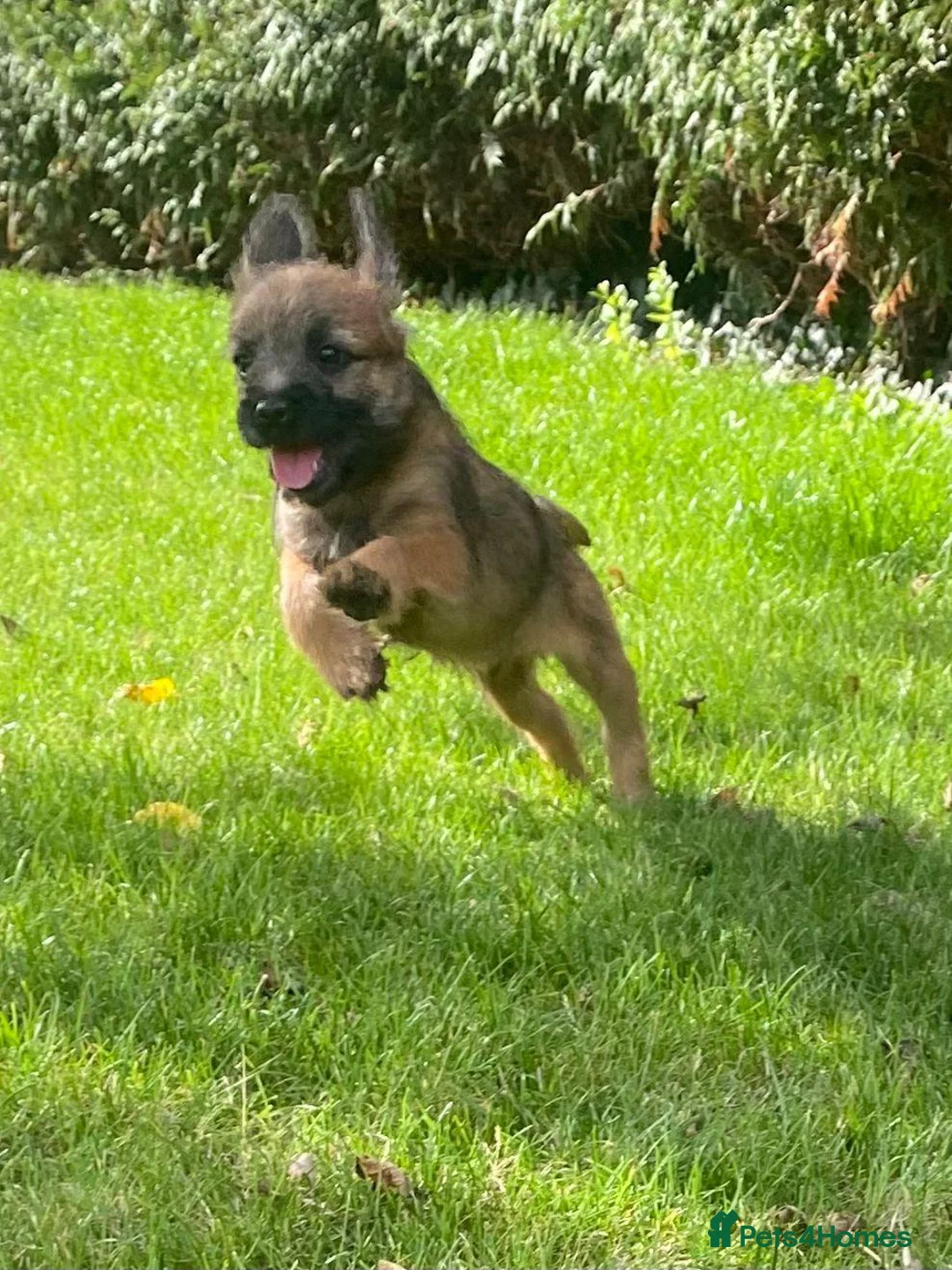 Border Terrier dogs for sale: Border-terrier  - Advert 2