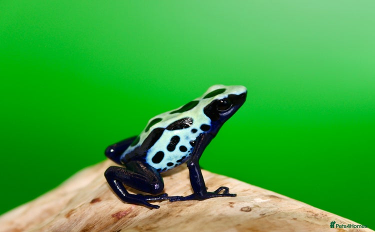 Frog reptiles in Trowbridge - Advert 2
