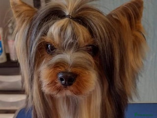 Yorkshire Terrier dogs in Hull - Advert 7