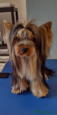 Yorkshire Terrier dogs for stud in Hull - Advert 3