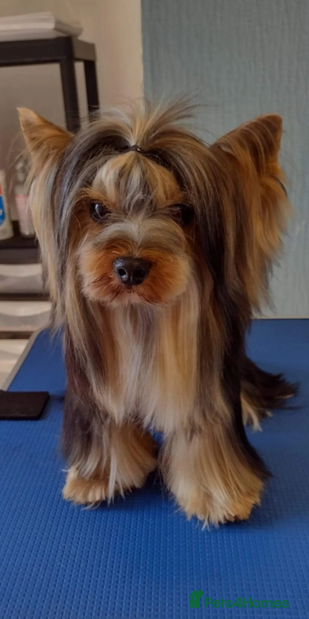 Yorkshire Terrier dogs for stud:  Pedigree Yorkshire terrier for stud  in Hull - Advert 1